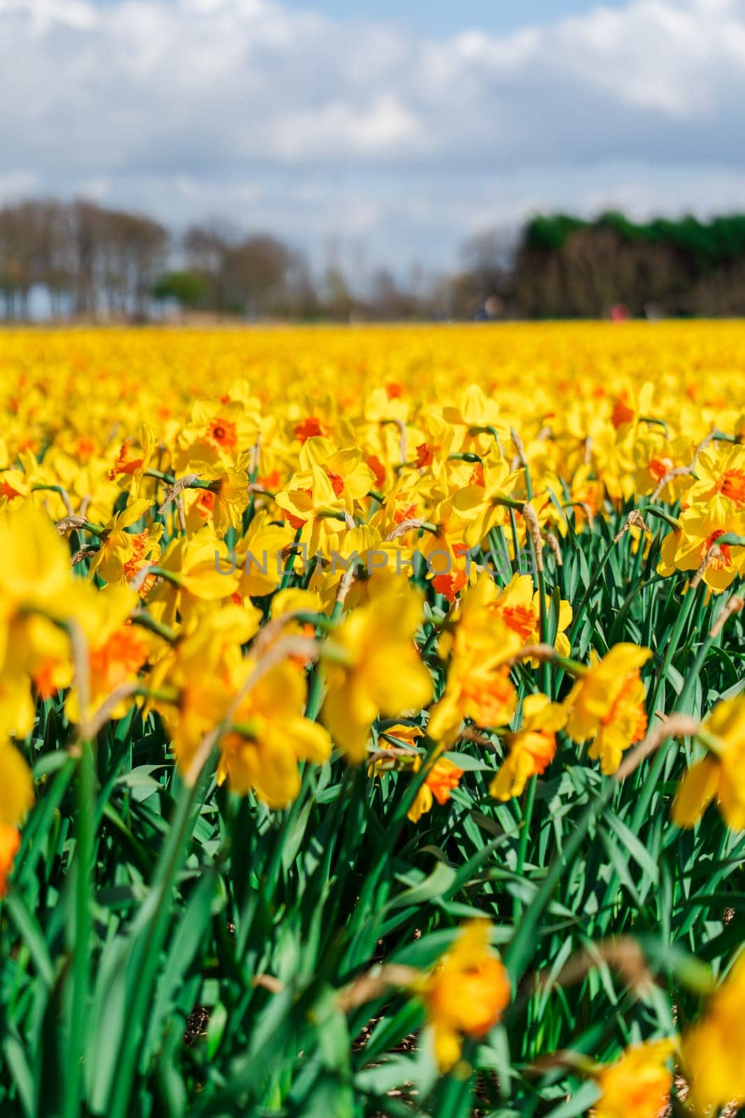 Experience the breathtaking beauty of the Netherlands as it showcases a spectacular scene with its vast field adorned with stunning yellow daffodils in full bloom during the month of April.