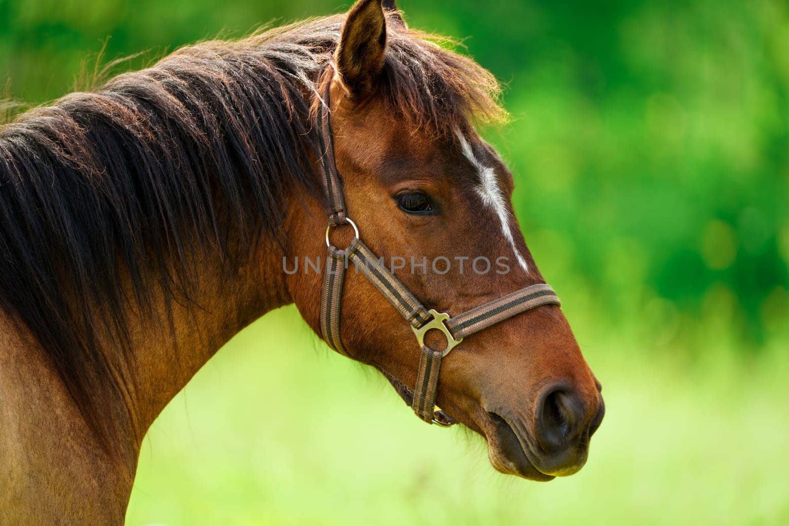 Close-up portrait of a magnificent brown Thoroughbred horse standing gracefully in the golden summer sunlight, emphasizing the horse's powerful and majestic presence.