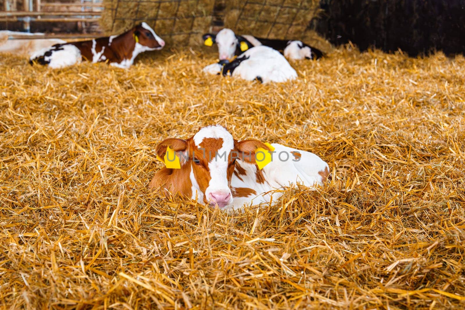 A serene scene capturing a young white and orange baby cow peacefully resting on a clean bed of hay in a barn, conveying a sense of calm and tranquility.