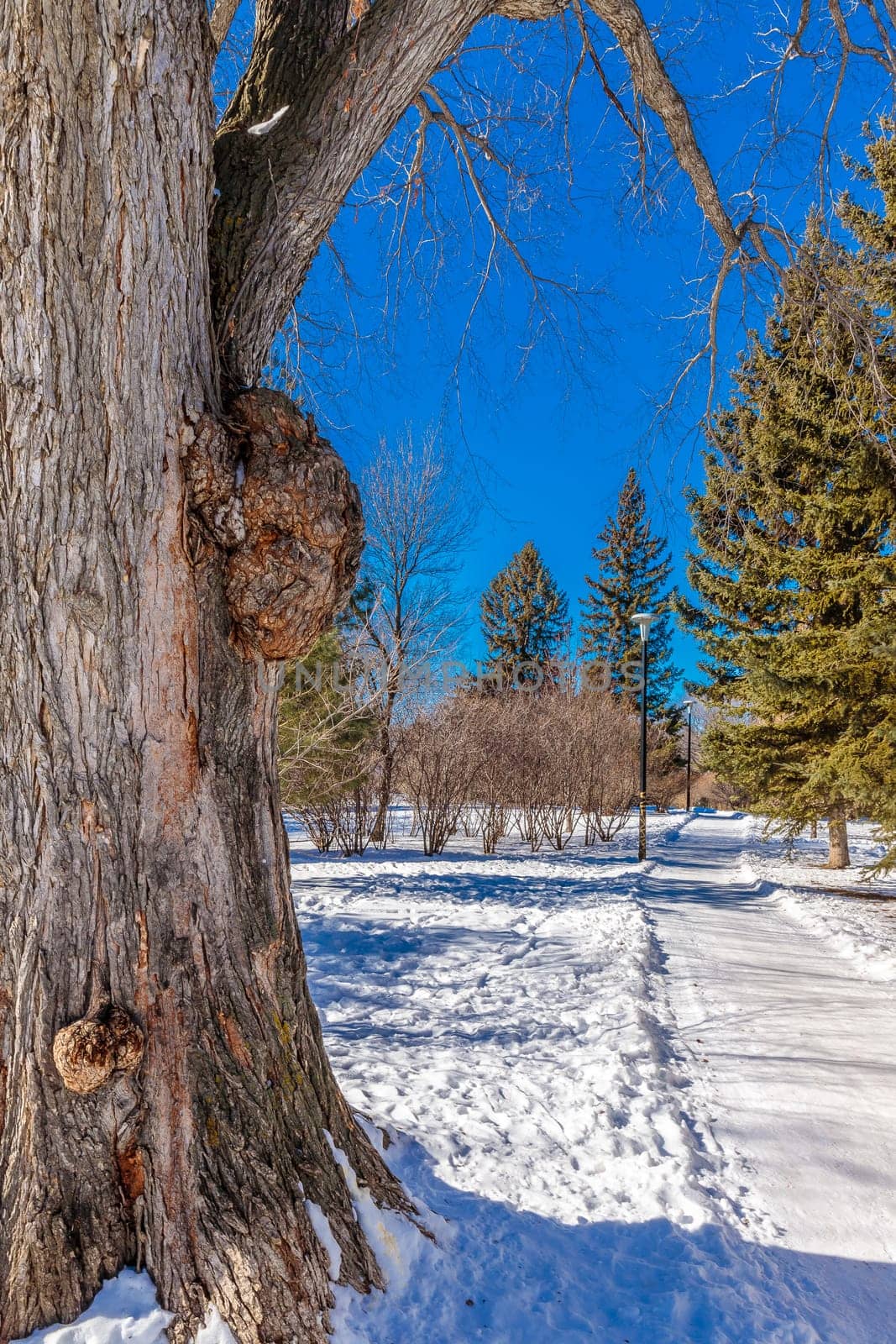 Buena Vista Park is located in the Buena Vista neighborhood of Saskatoon.
