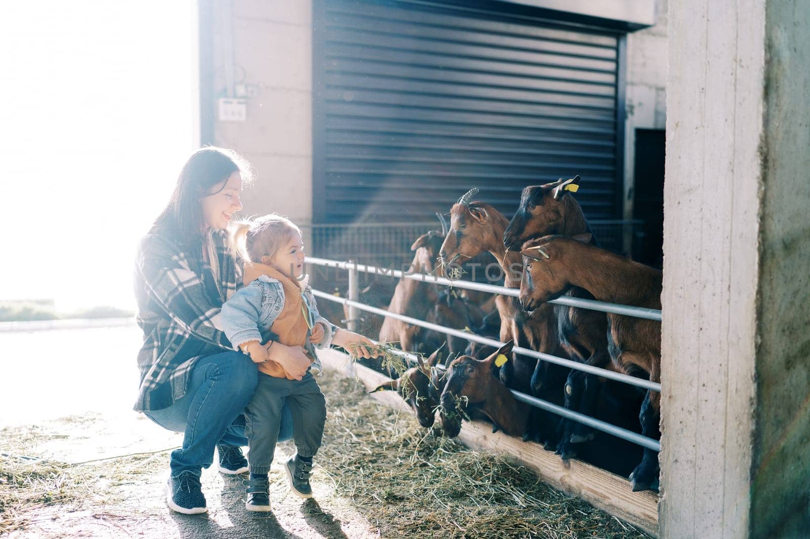 Smiling mother squats with little girl and feeds hay to goats over paddock fence by Nadtochiy