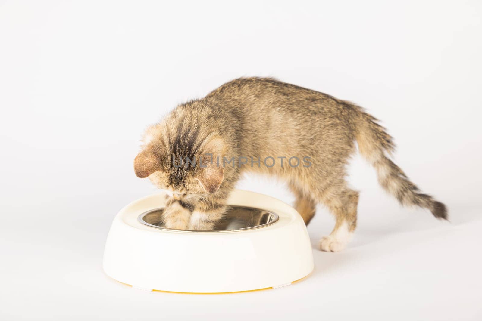 In an isolated setting a cute tabby kitten is sitting next to a food bowl eating its meal on the kitchen floor. The curious cat's fluffy tail and small tongue make for an endearing portrait.