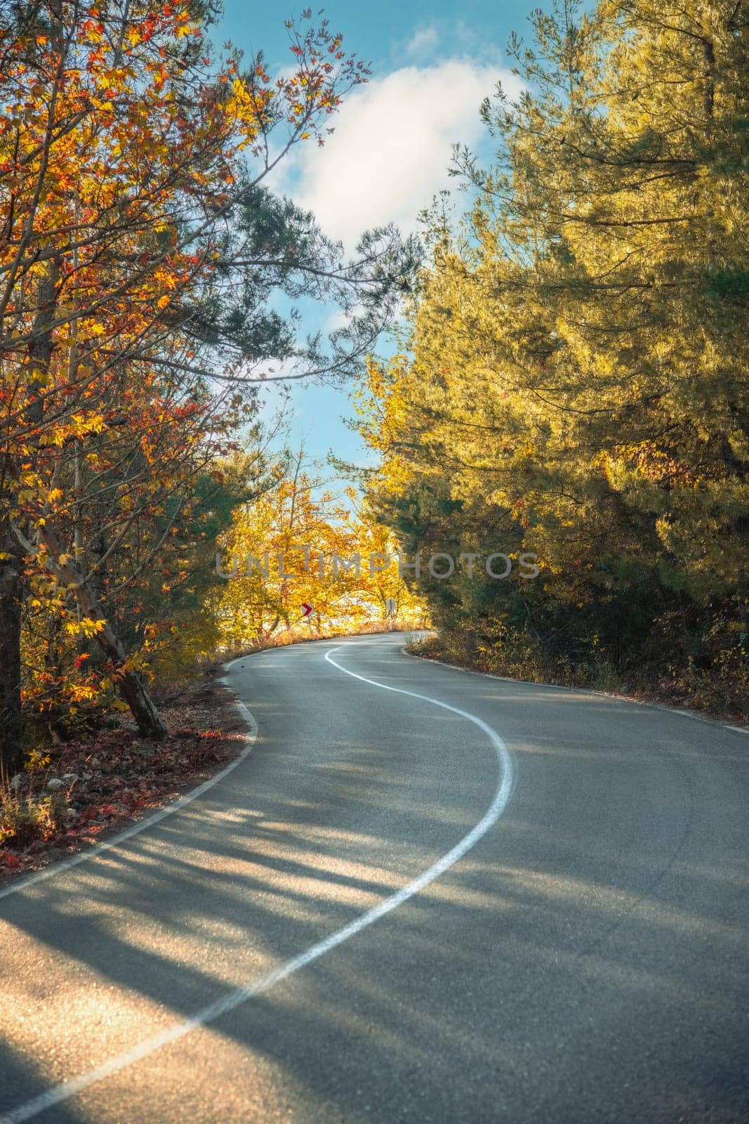 Asphalt road through autumn forest at sunrise