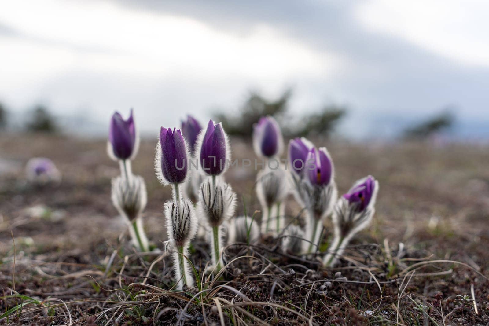 Dream grass spring flower. Pulsatilla blooms in early spring in forests and mountains. Purple pulsatilla flowers close up in the snow by Matiunina