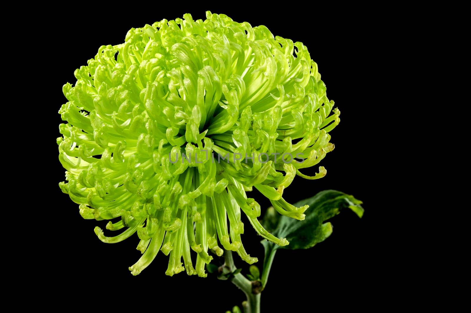 Anastasia dark green chrysanthemum flower on a black background. Flower heads close-up