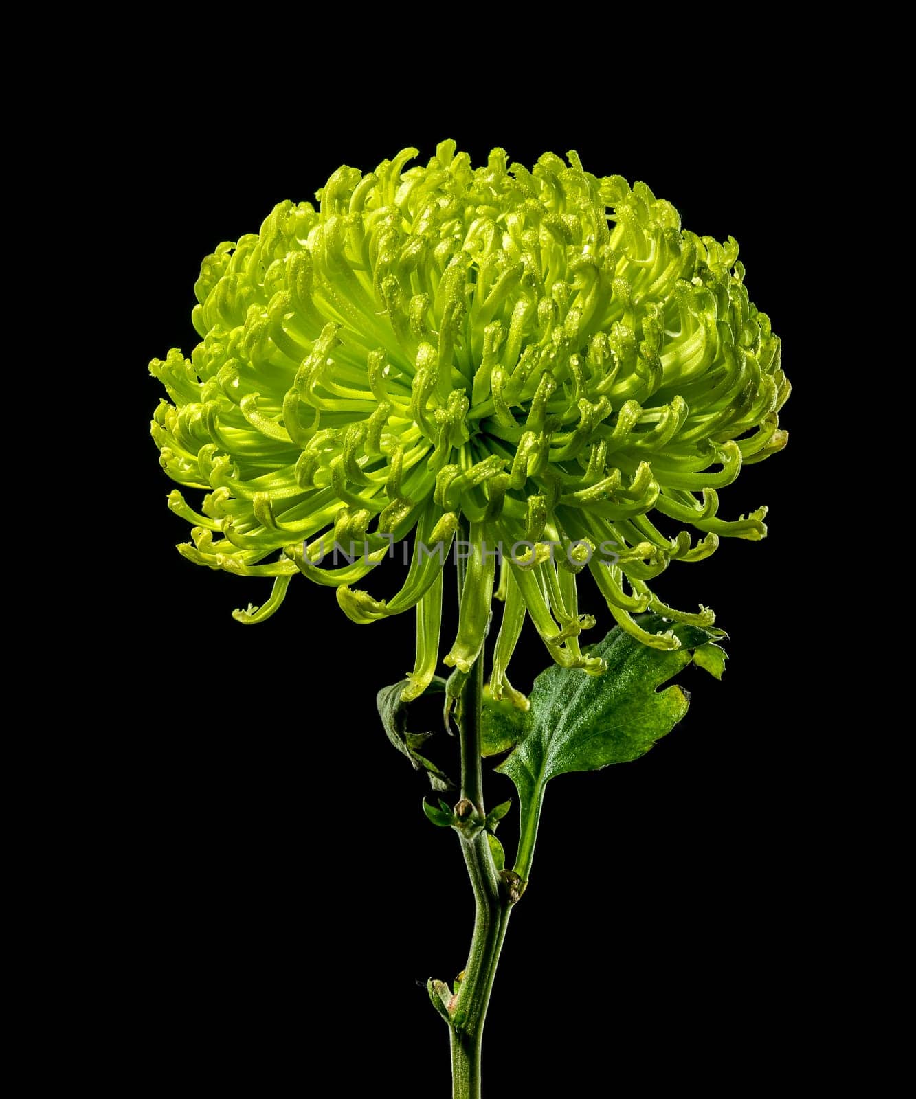 Green chrysanthemum Anastasia dark on black background by Multipedia