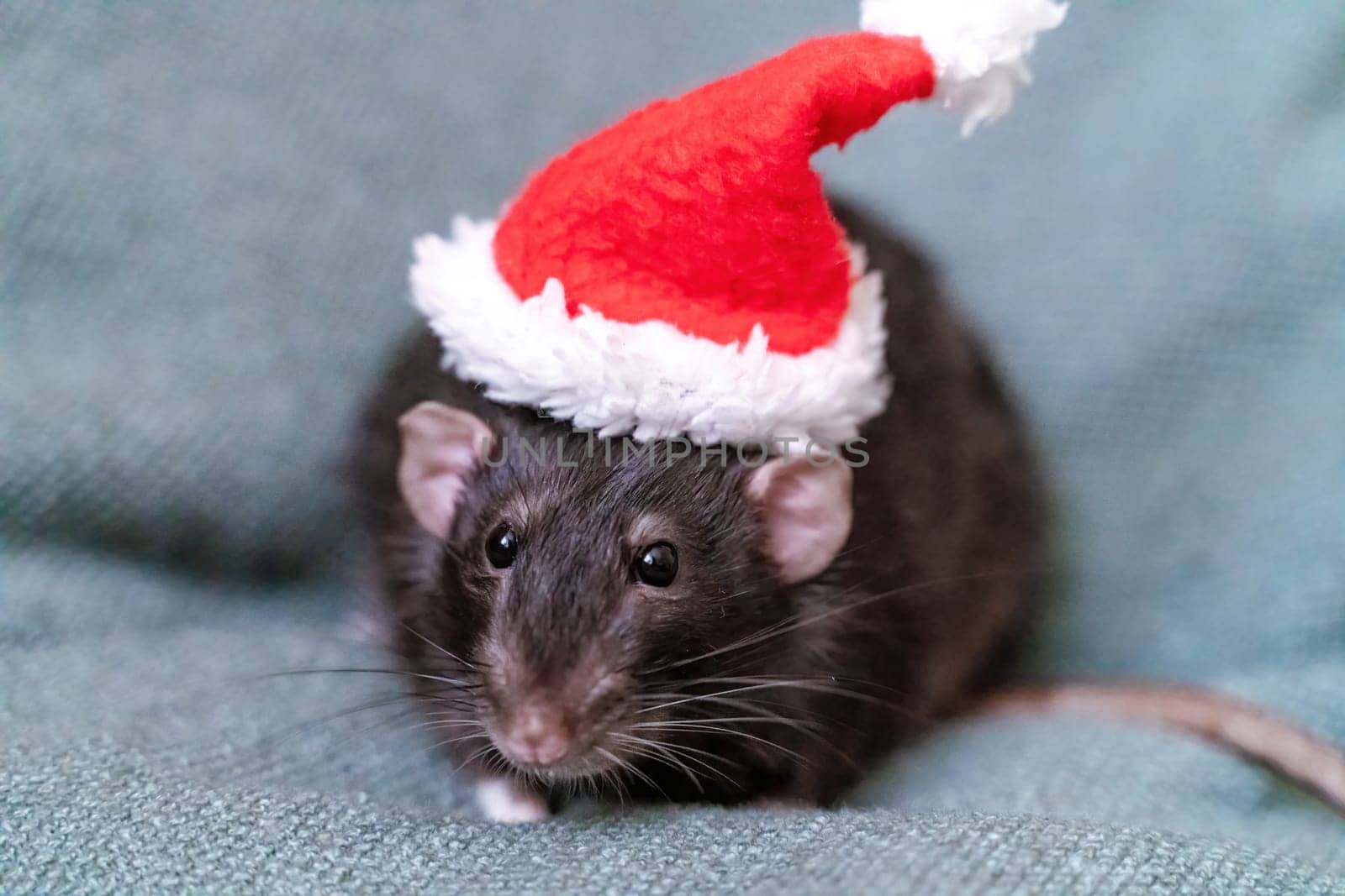 Rat Santa hat. Symbol of the Chinese New Year. Funny black rat Dumbo in a red santa checker on a green background. by Matiunina