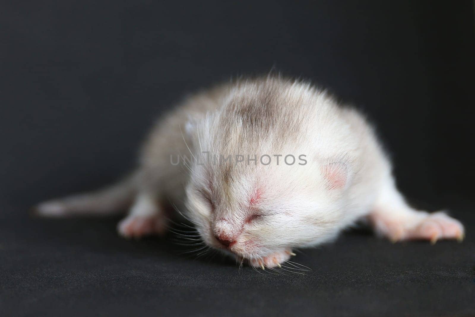 Newborn kitten on the black background