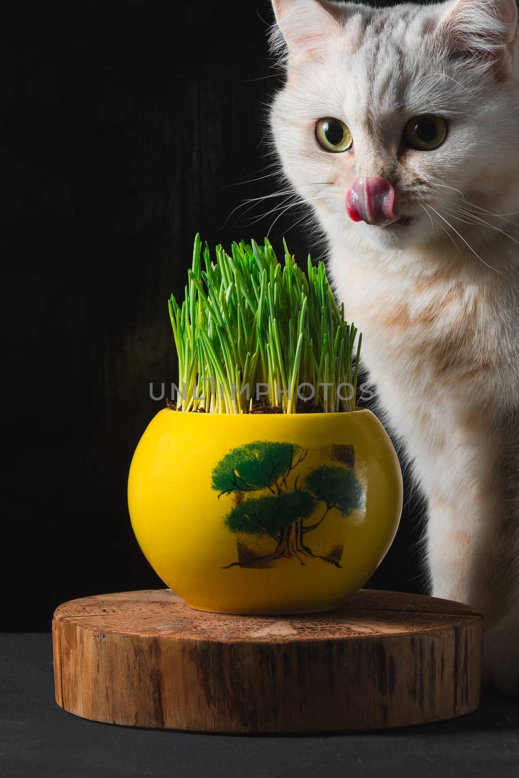 A white cat licks the green grass in a yellow pot