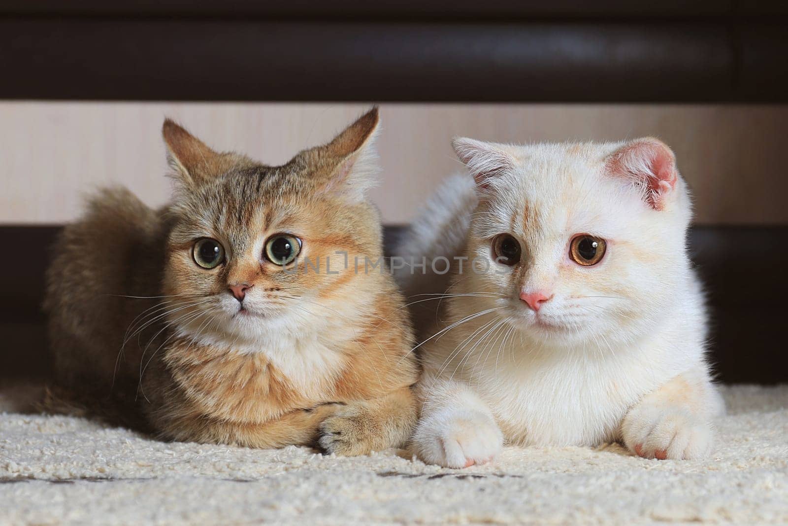 Two home cats British and Scottish breed