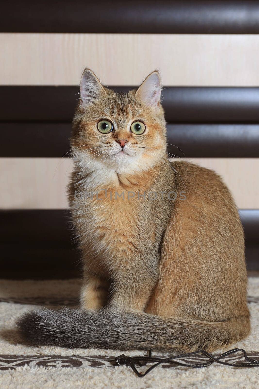 Surprised British cat at home