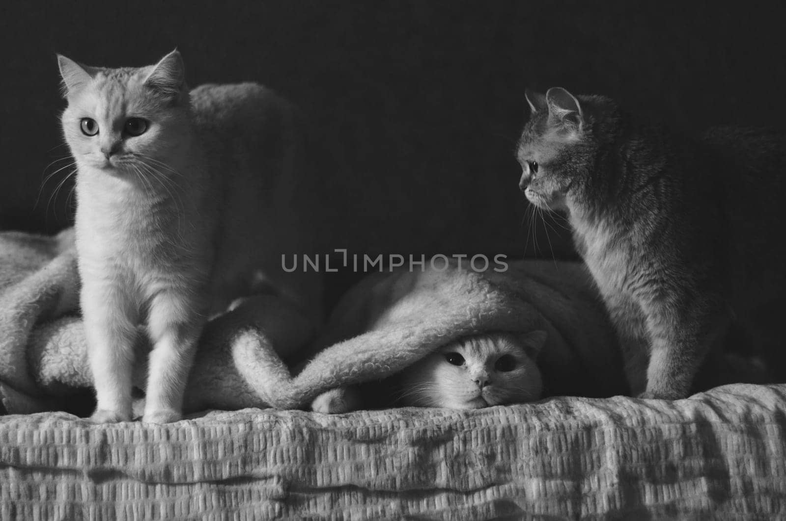 Three british cats on the bed