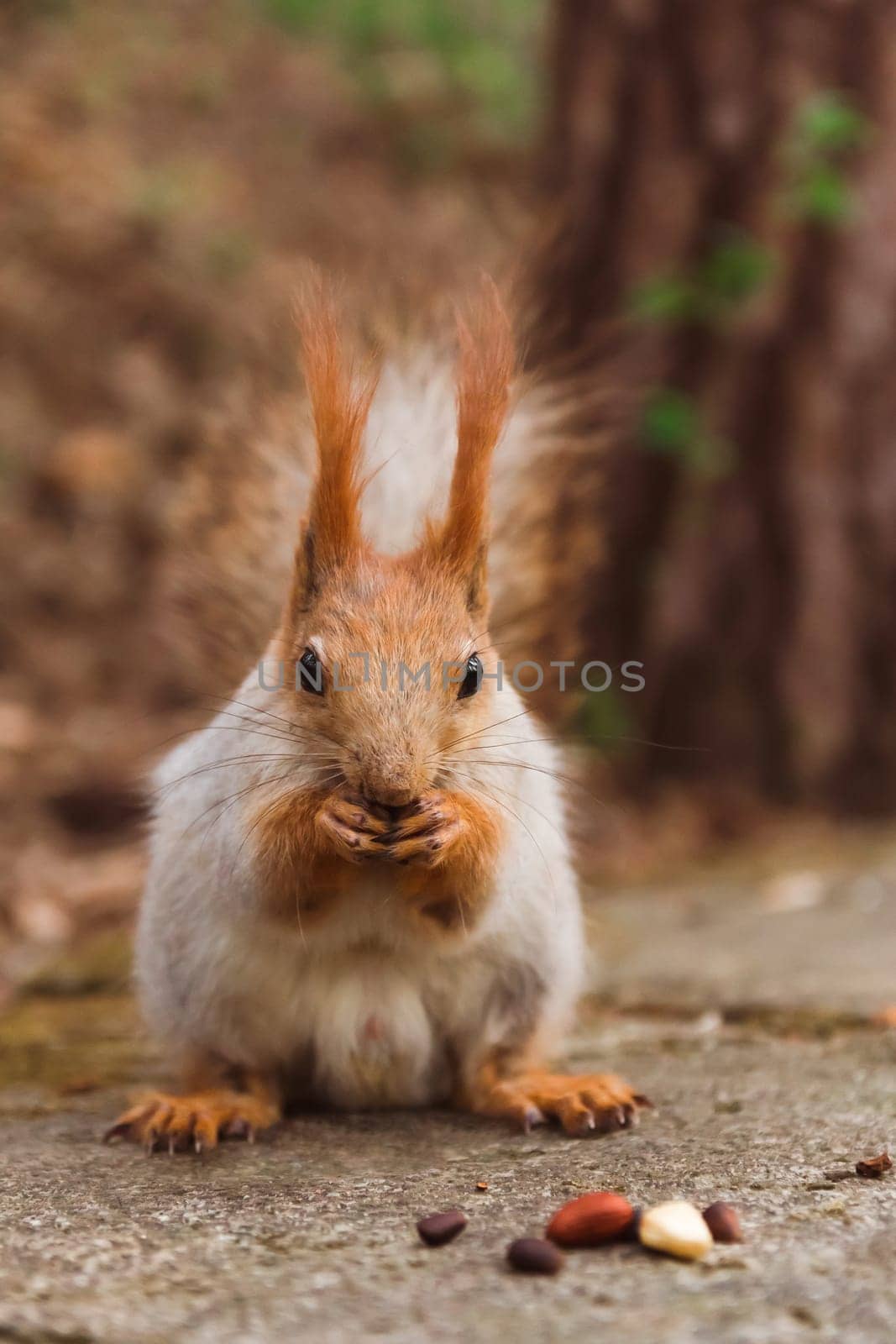 Red-gray squirrel eats various nuts close-up by ElenaNEL