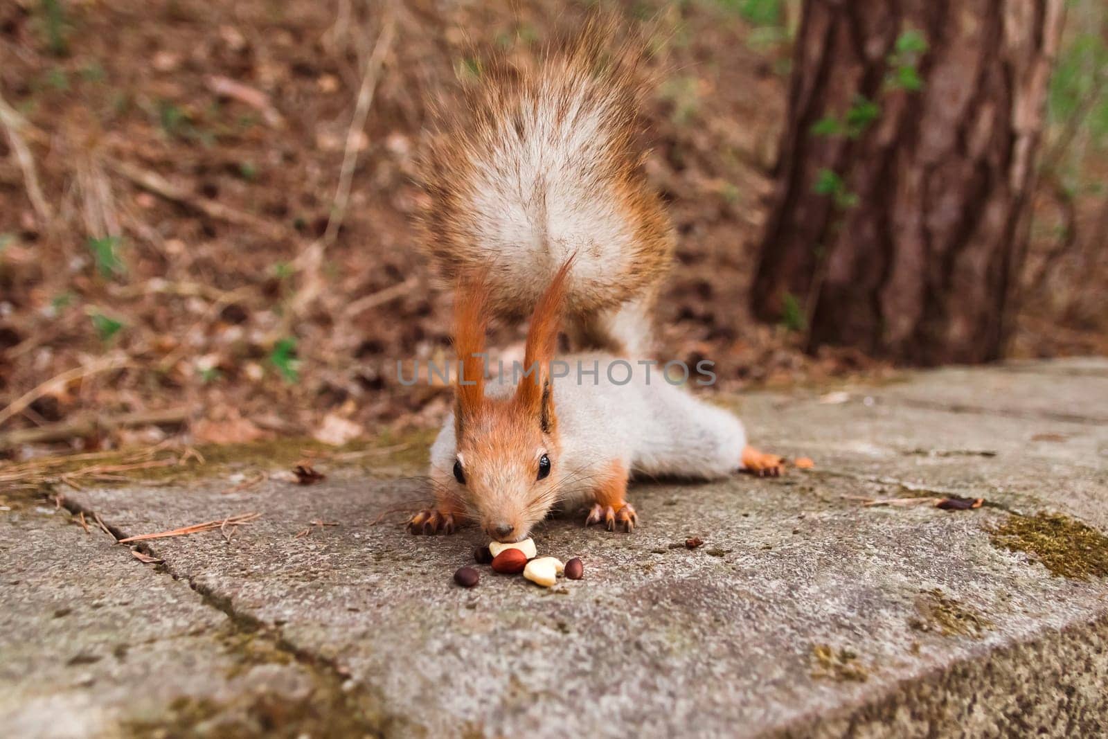 A curious red-gray squirrel cautiously sneaks up on the nuts