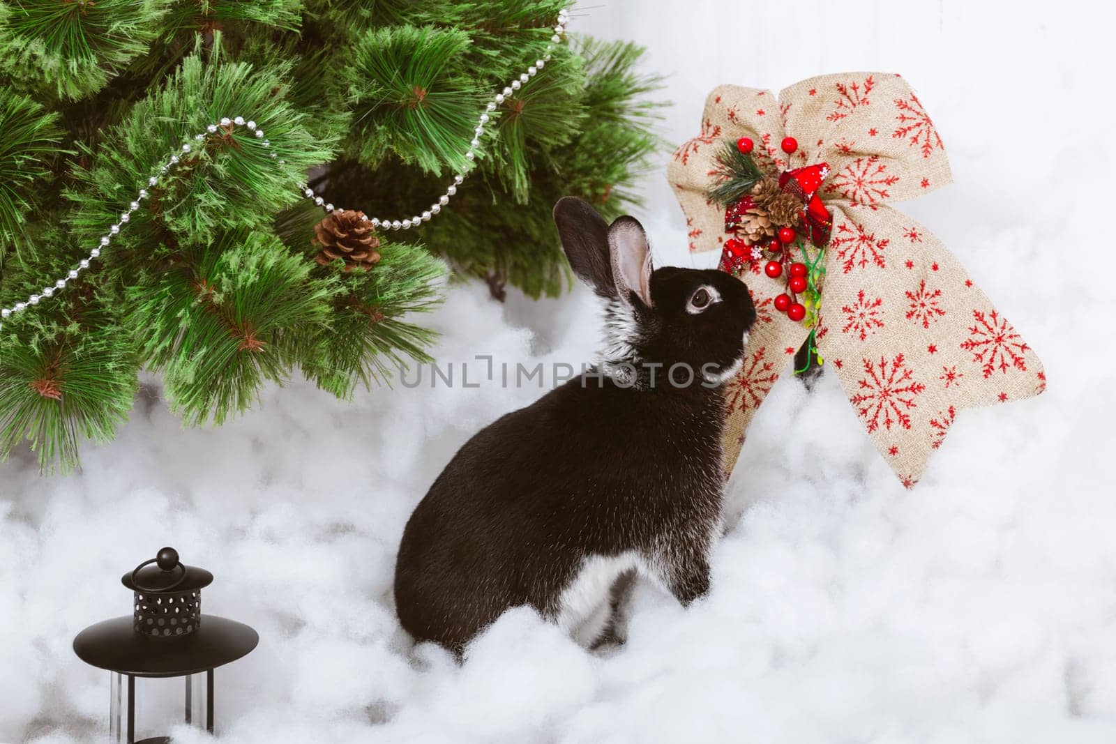 A black rabbit in artificial snow near a green Christmas tree and a Christmas bow. The symbol of the year in snow decorations