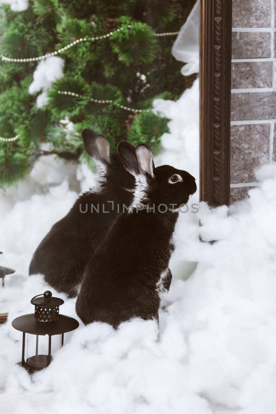 A black rabbit in artificial snow near the mirror looks away. The symbol of the year in snow decorations
