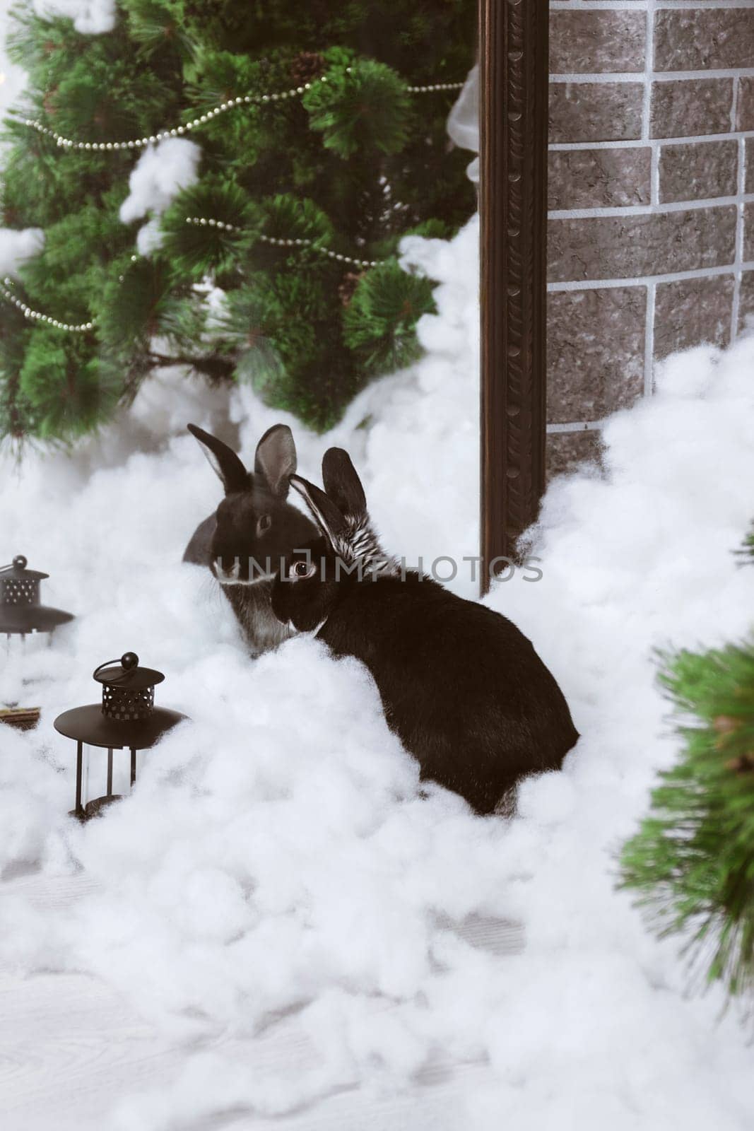 A black rabbit in artificial snow looks in the mirror. The symbol of the year in snow decorations