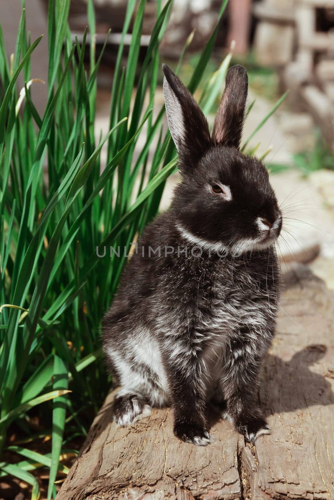 A black and white rabbit sits on wooden boards near the green grass