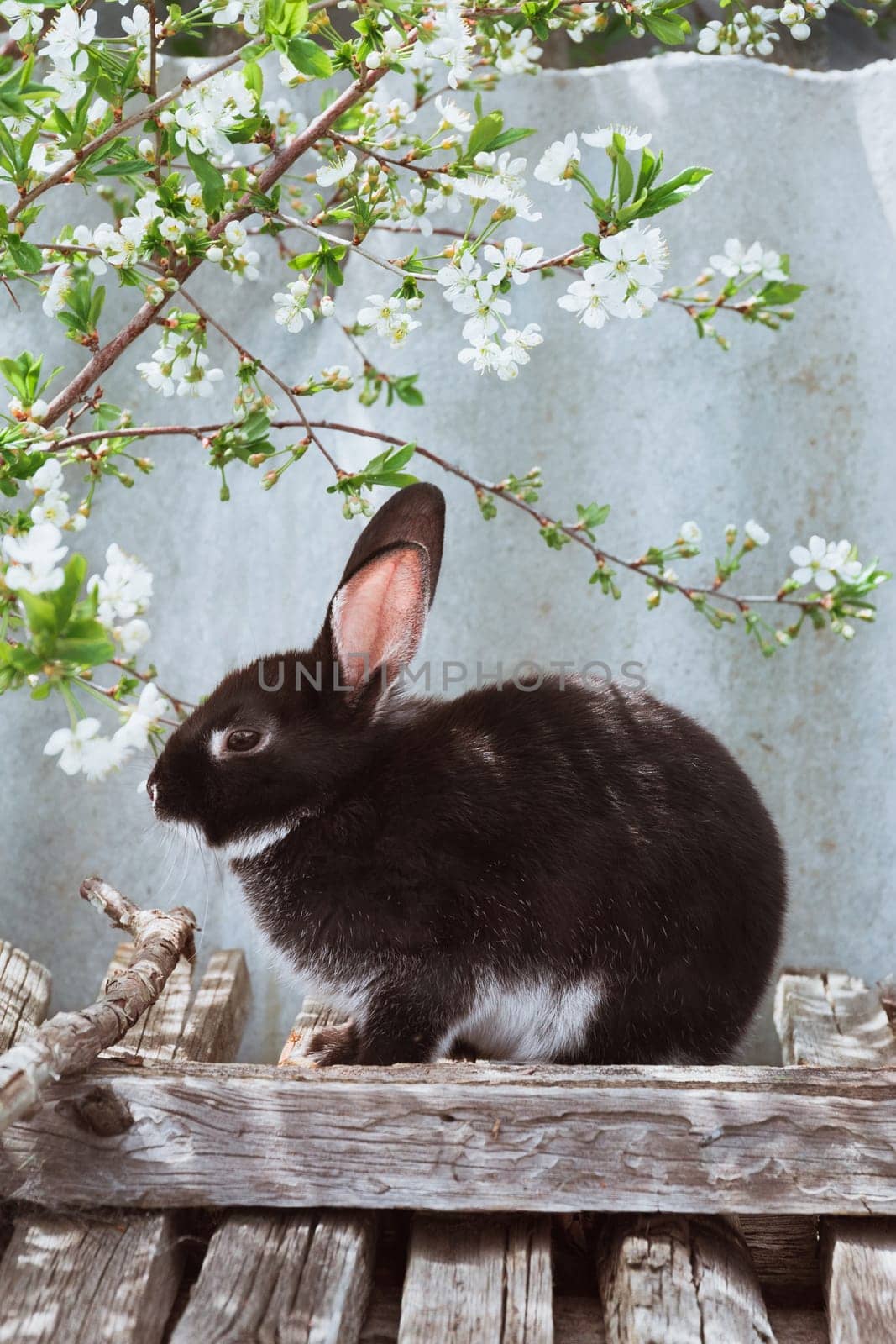 A black decorative rabbit sits near a blooming cherry tree. The symbol of the year 2023 according to the Chinese Eastern calendar
