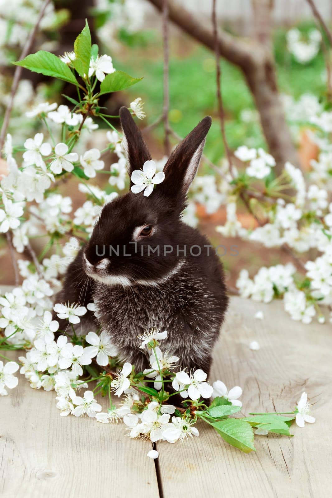 A black rabbit sits among cherry blossoms