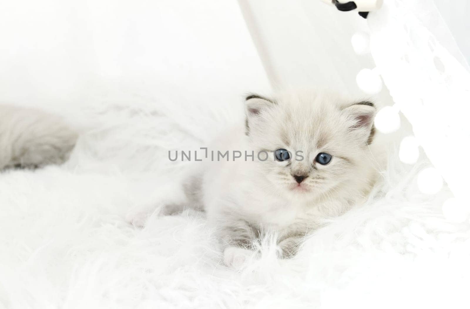 Adorable Cat Regdoll Breed Enjoys Comfort, Lying In Cat Bed