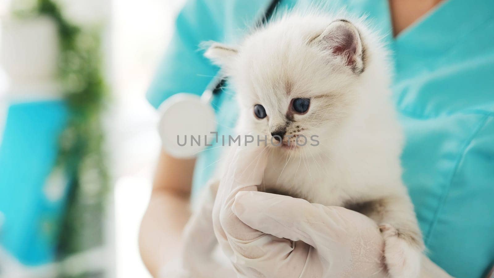 Veterinarian Holds Cute White Kitten In Hands For Check-Up At Veterinary Clinic