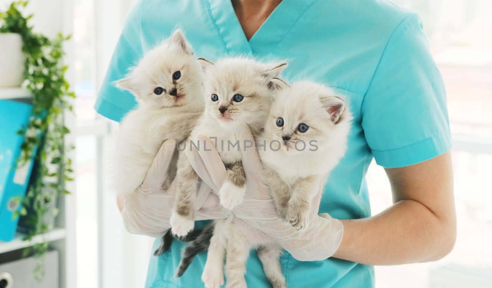 Three kittens in hands of veterinarian in clinic. Fluffy purebred pets kitty with vet doctor in hospital for animals