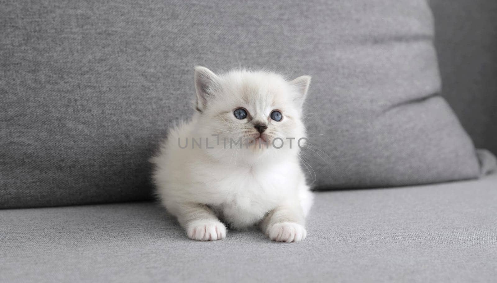Adorable Little White Kitten Looks Cute On Sofa