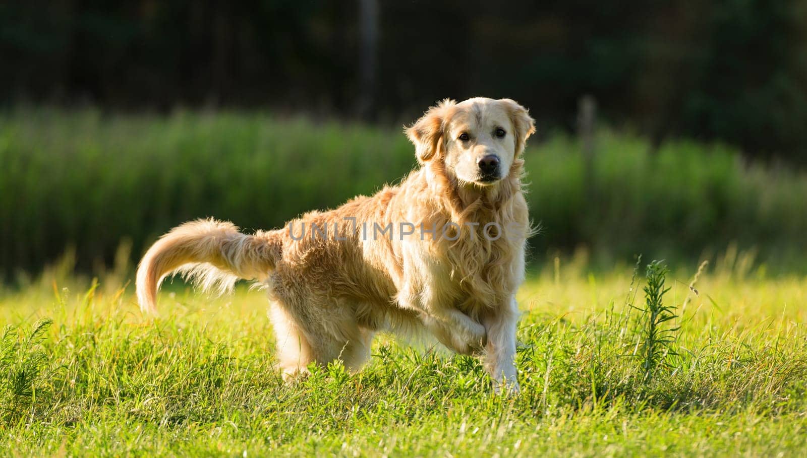 Cute Golden Retriever Dog Running Outdoors On A Grass