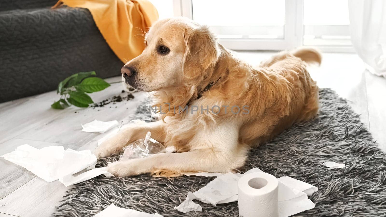 Golden retriever dog playing with toilet paper in living room and broke plant. Purebred doggy pet making mess with tissue paper and home flower