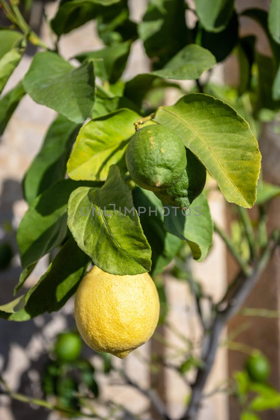 Fruit of lemon, on the branch. Nature. Healthy food.