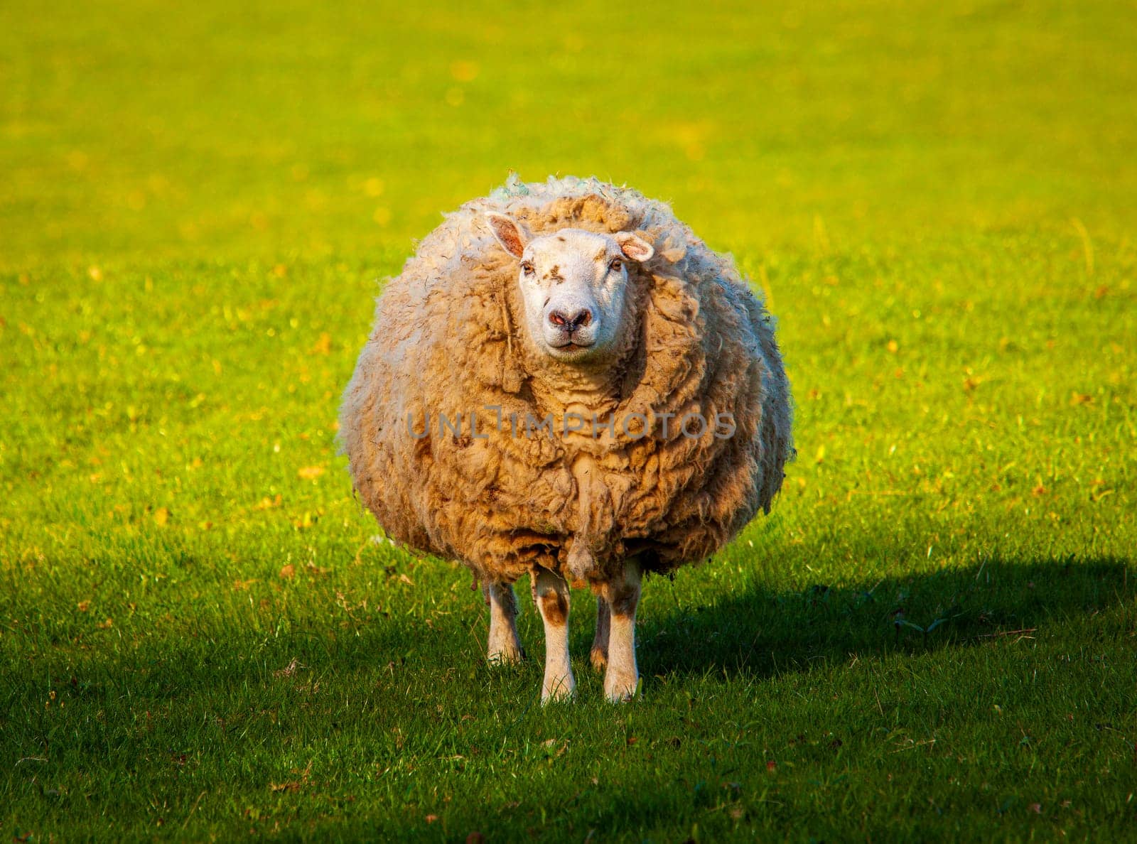 Large majestic sheep or lamb in meadow in Wales covered with tangled wool in a very circular round shape. Intriguing photo of animal life on a farm