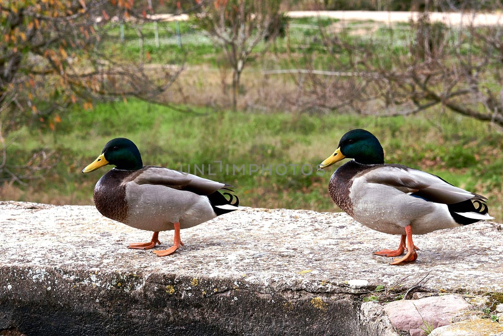 Two ducks on old stone wall. pair, empty space, unfocused anchorage green collar, feathers