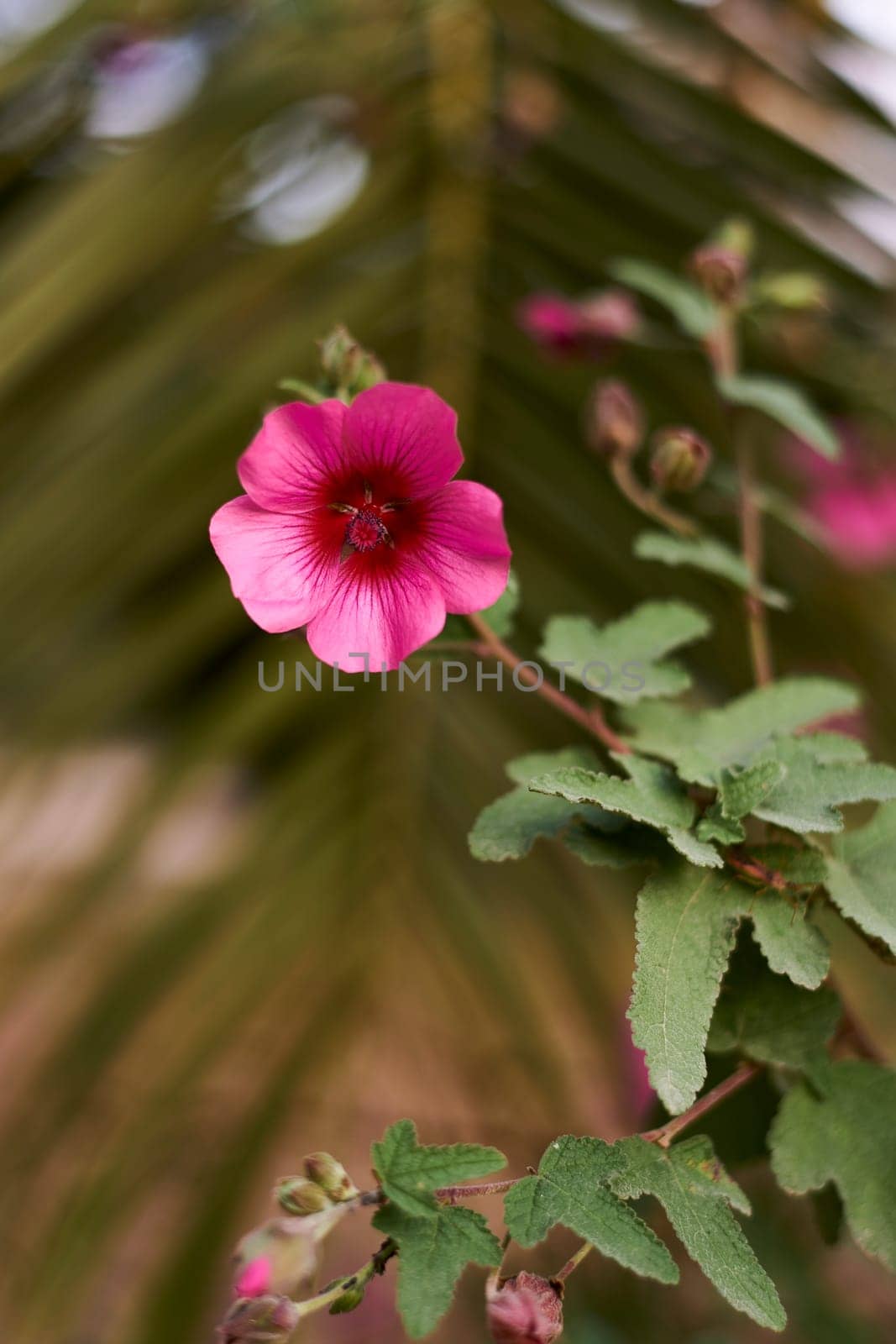 Arbolico's Mallow flower, pink with blurred background by raul_ruiz