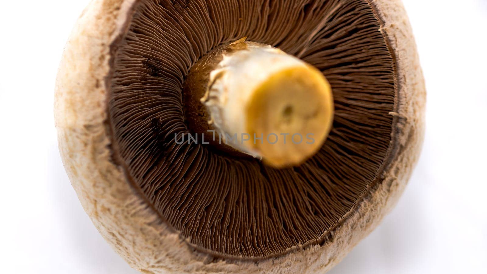 Fresh champignons, champignon mushrooms, close-up, isolated