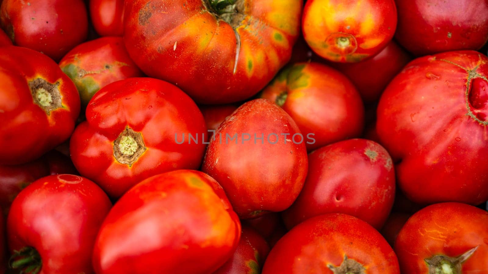 Close up photo of bio tomatoes. Ripe tomatoes, for preparing tomato sauce.