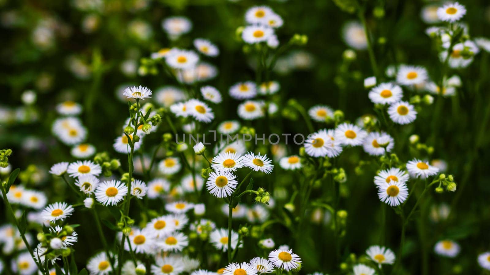 Selective focus of wild white flowers in forest. by vladispas