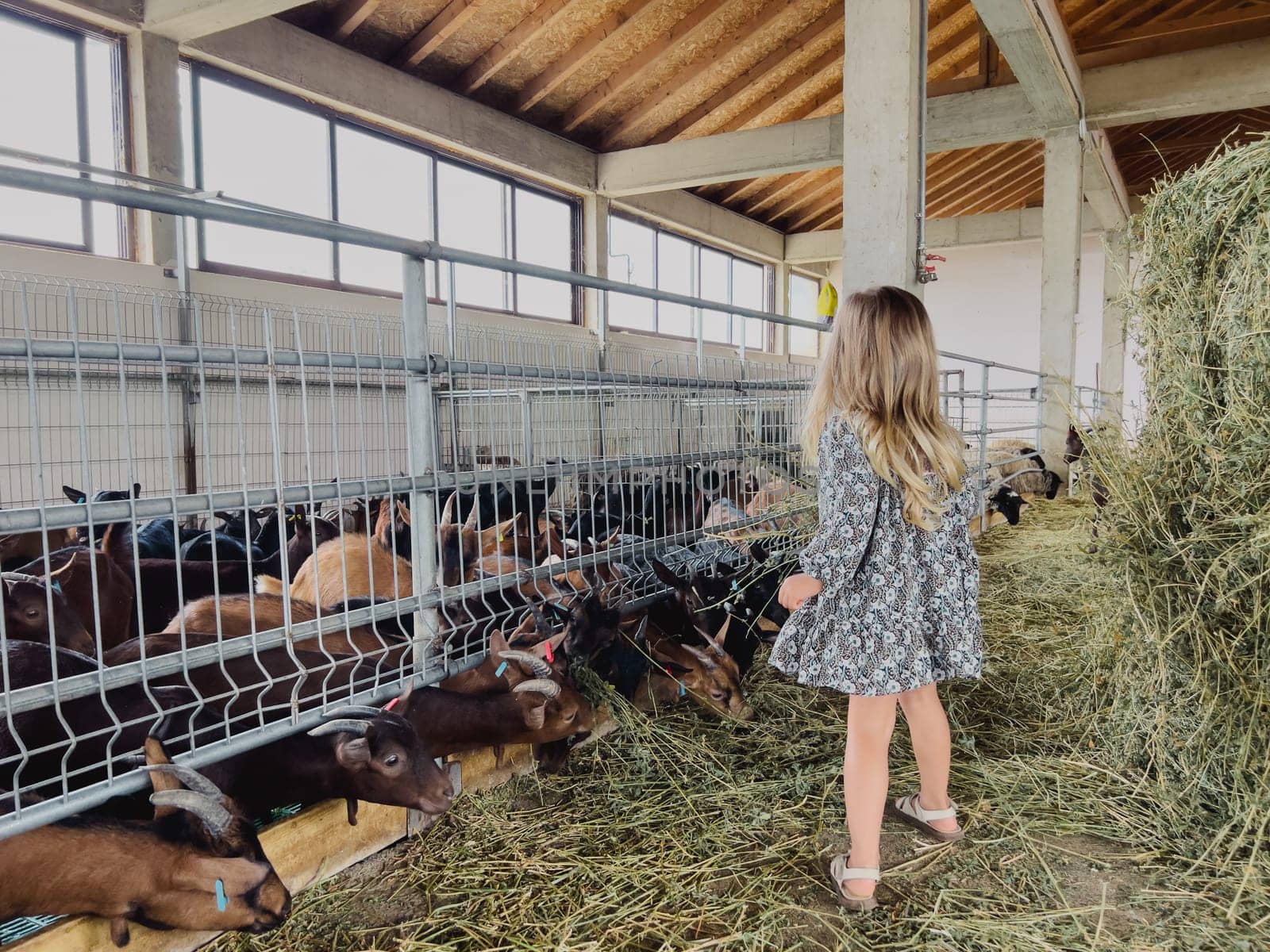 Little girl stands near the fence of a corral and watches goatlings eat hay. High quality photo