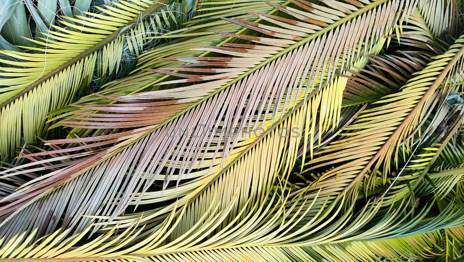 Tropical palm leaves lie on ground creating beautiful textured background. flat lay by Laguna781