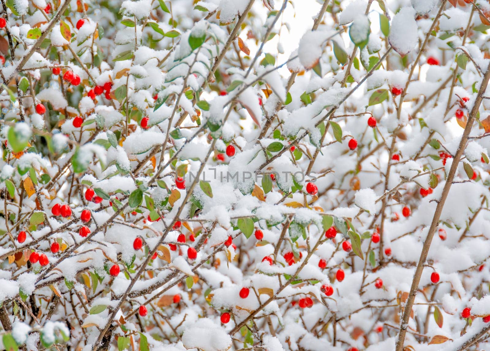 Red berries, green leaves on bush brenches covered with snow.