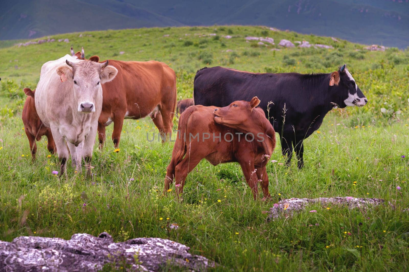 A herd of cows on a summer green field. Curious livestock on pasture, free range, clean farm animals in ecological environment