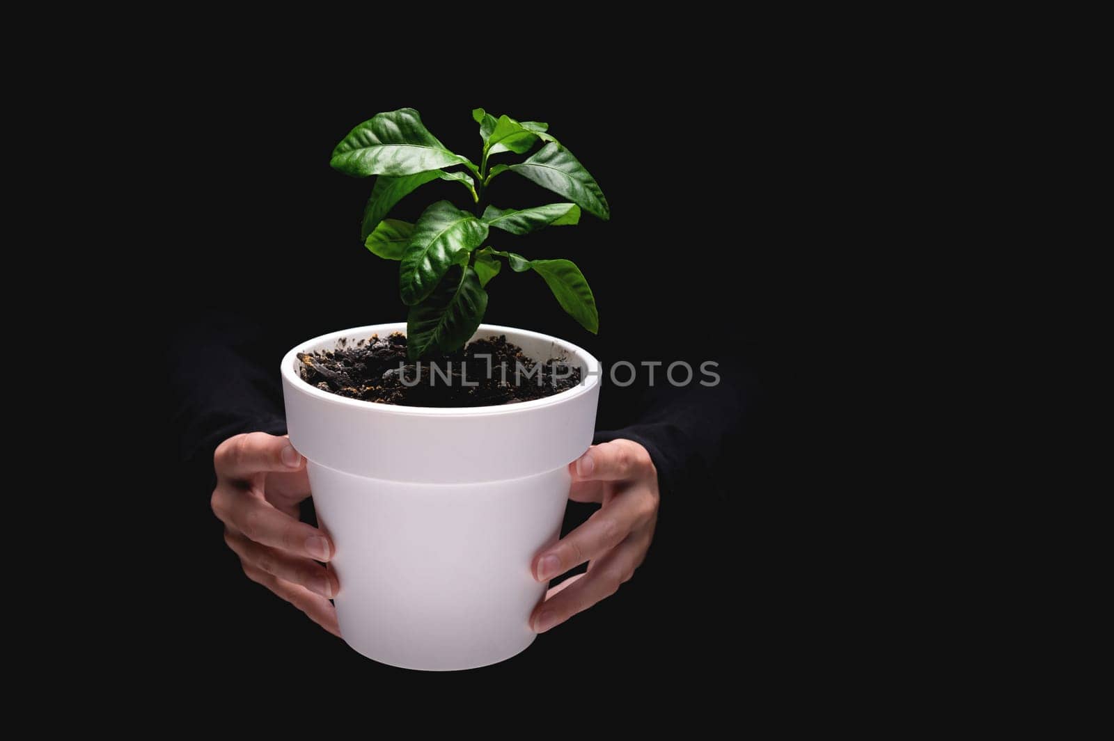 close-up, unrecognizable girl showing a small white pot with a freshly planted citrus tree flower on a black background, only her hands are visible by yanik88