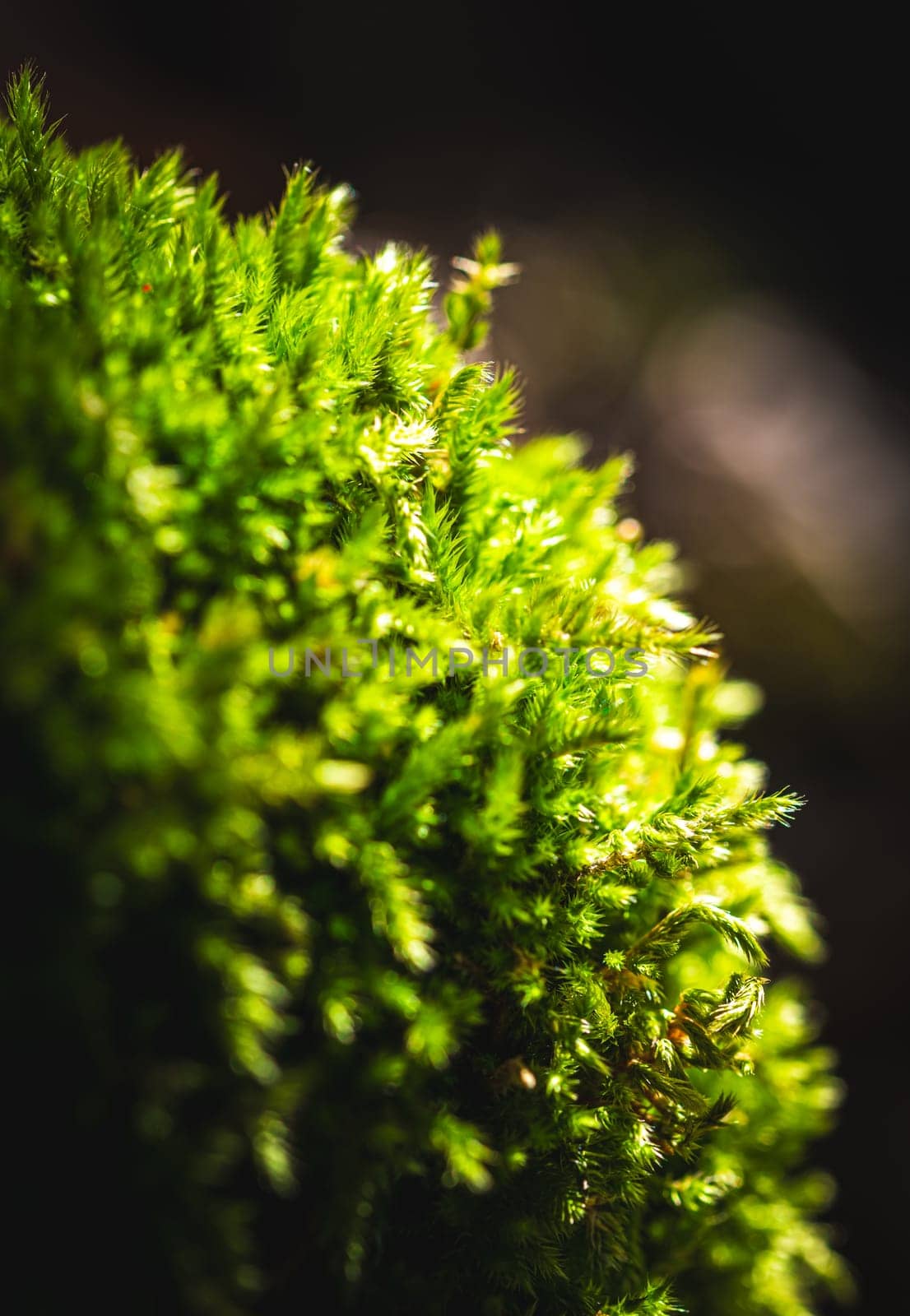 Moss on stone in damp forest. close-up and selective focus by Sonat