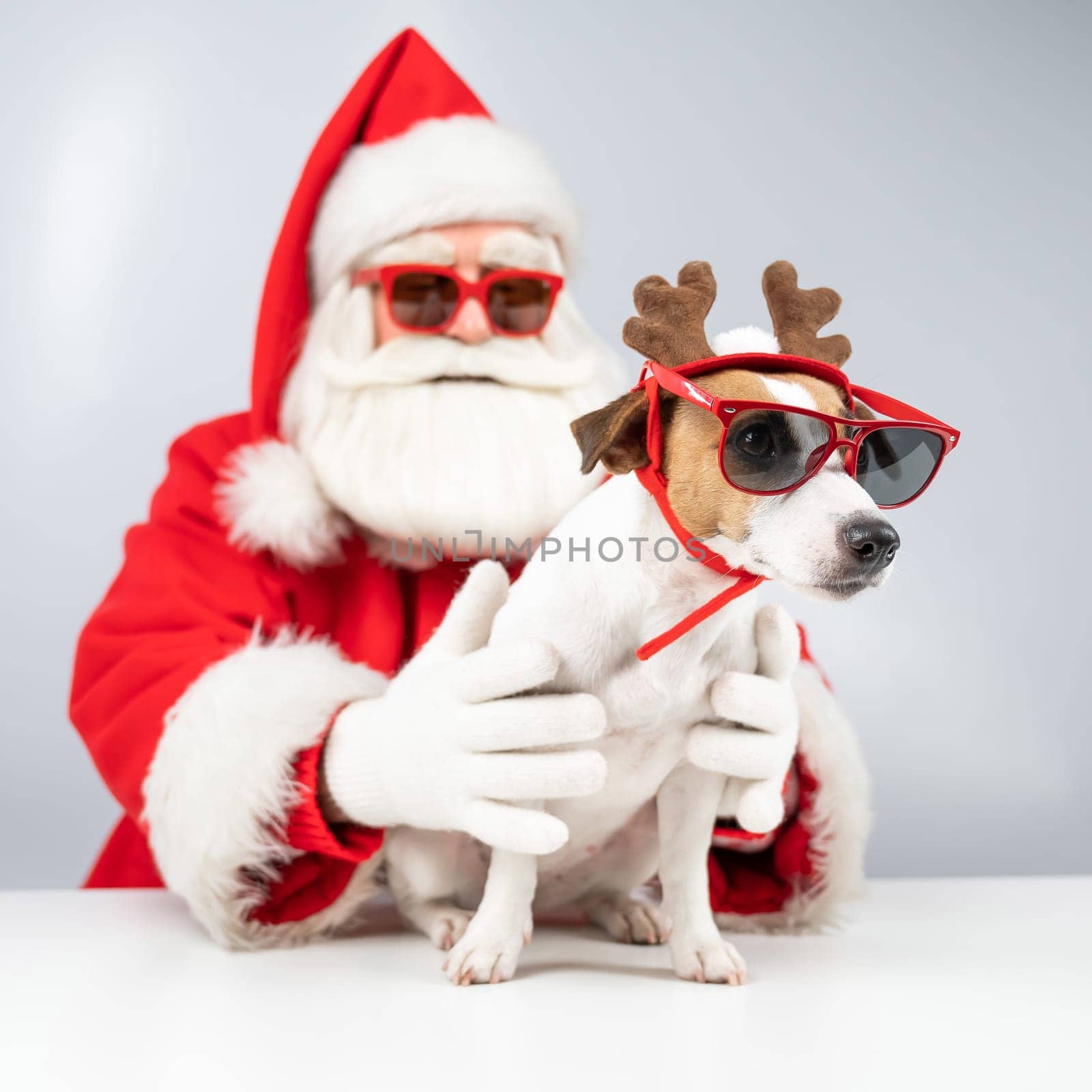 Santa claus and santa's helper in sunglasses on a white background. Jack russell terrier dog in a deer costume by mrwed54