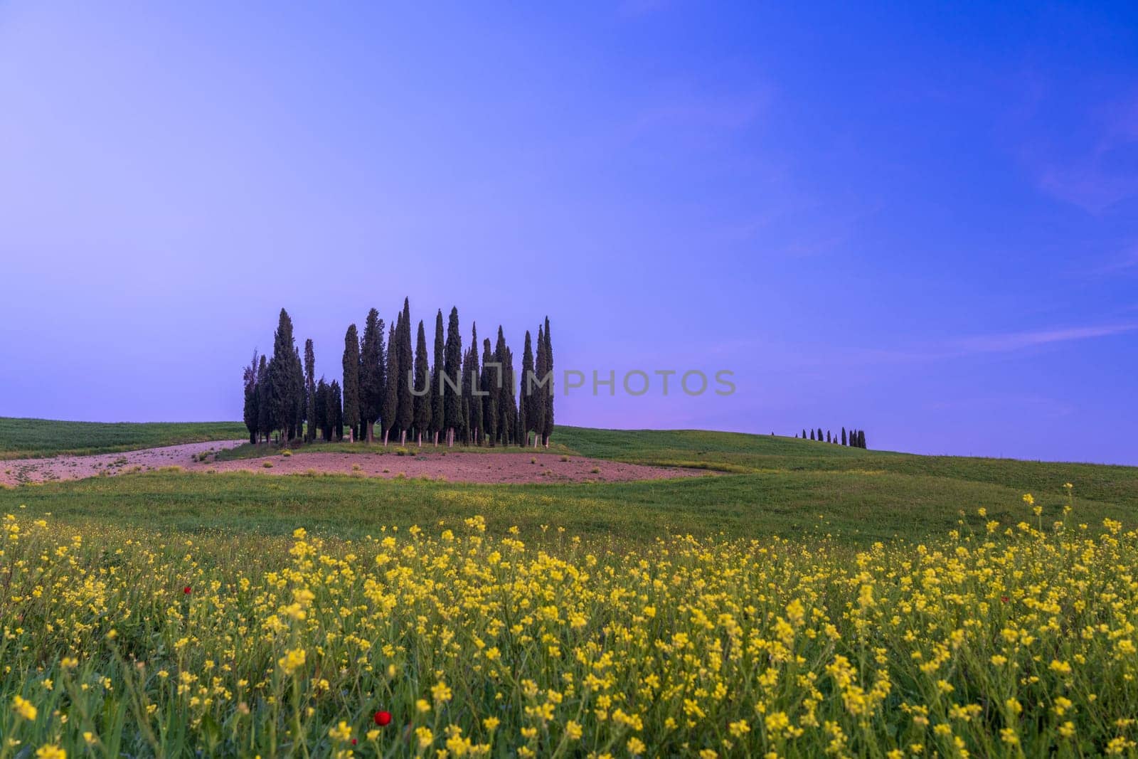 Path to hill house through cypress trees and sunrise view of stunning rural landscape of Tuscany, Italy by Sonat