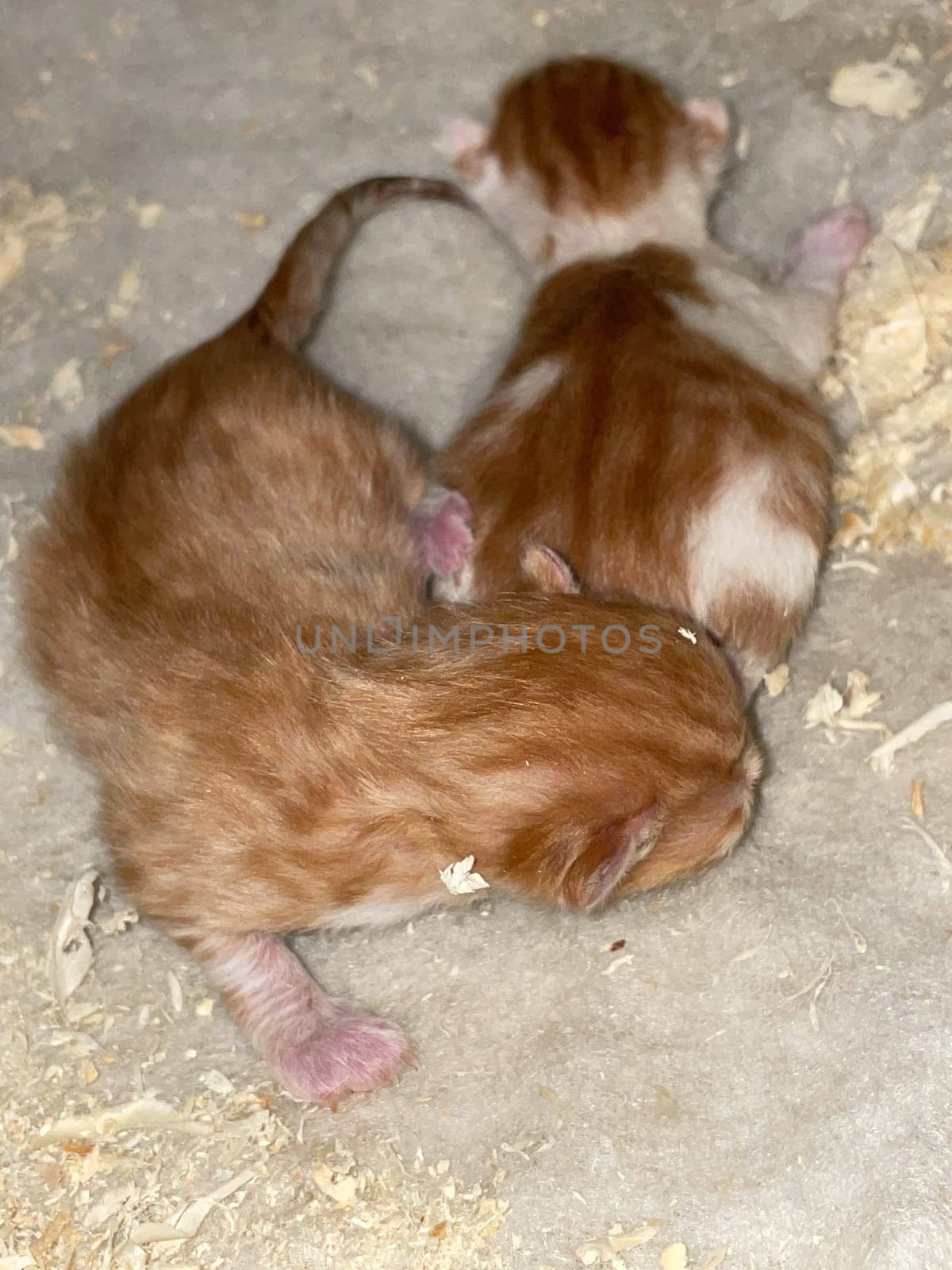 two small red-haired newborn kitten indoors animals by Simakov