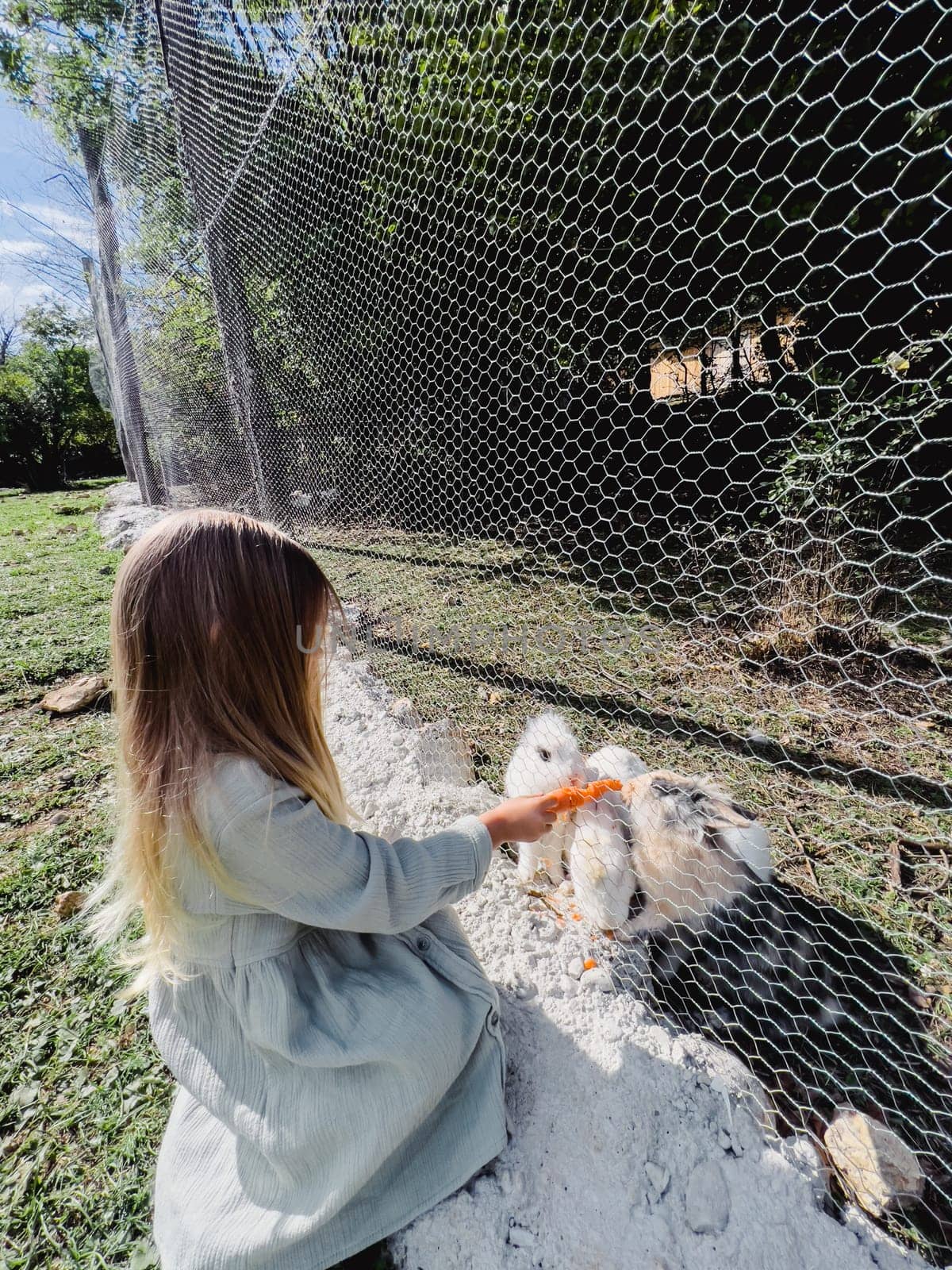 Little girl pushing a carrot to white rabbits through a net on a farm by Nadtochiy