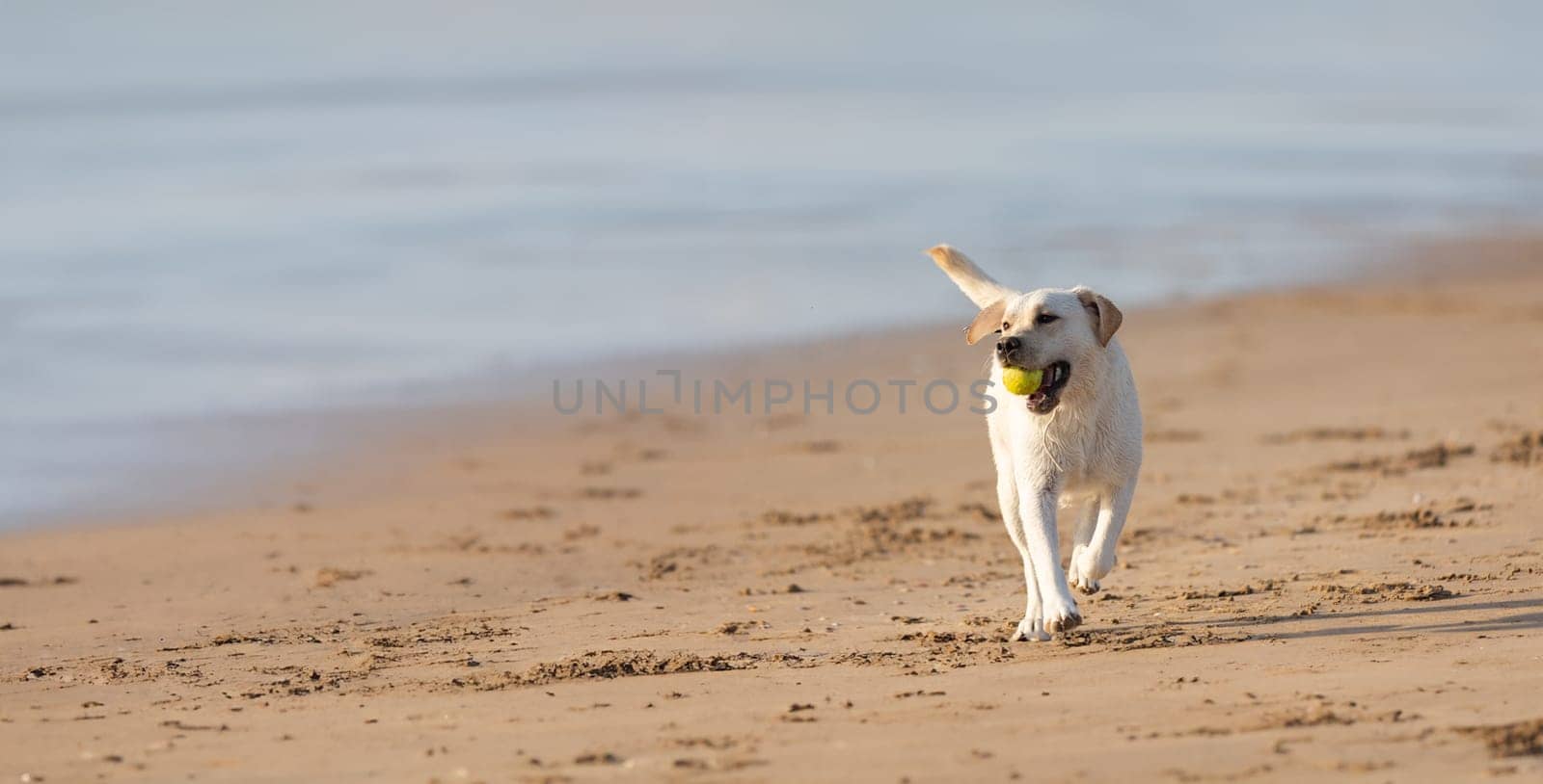 A Joyful Dog Running Along the Sandy Shores, Chasing a Ball of Happiness by Studia72