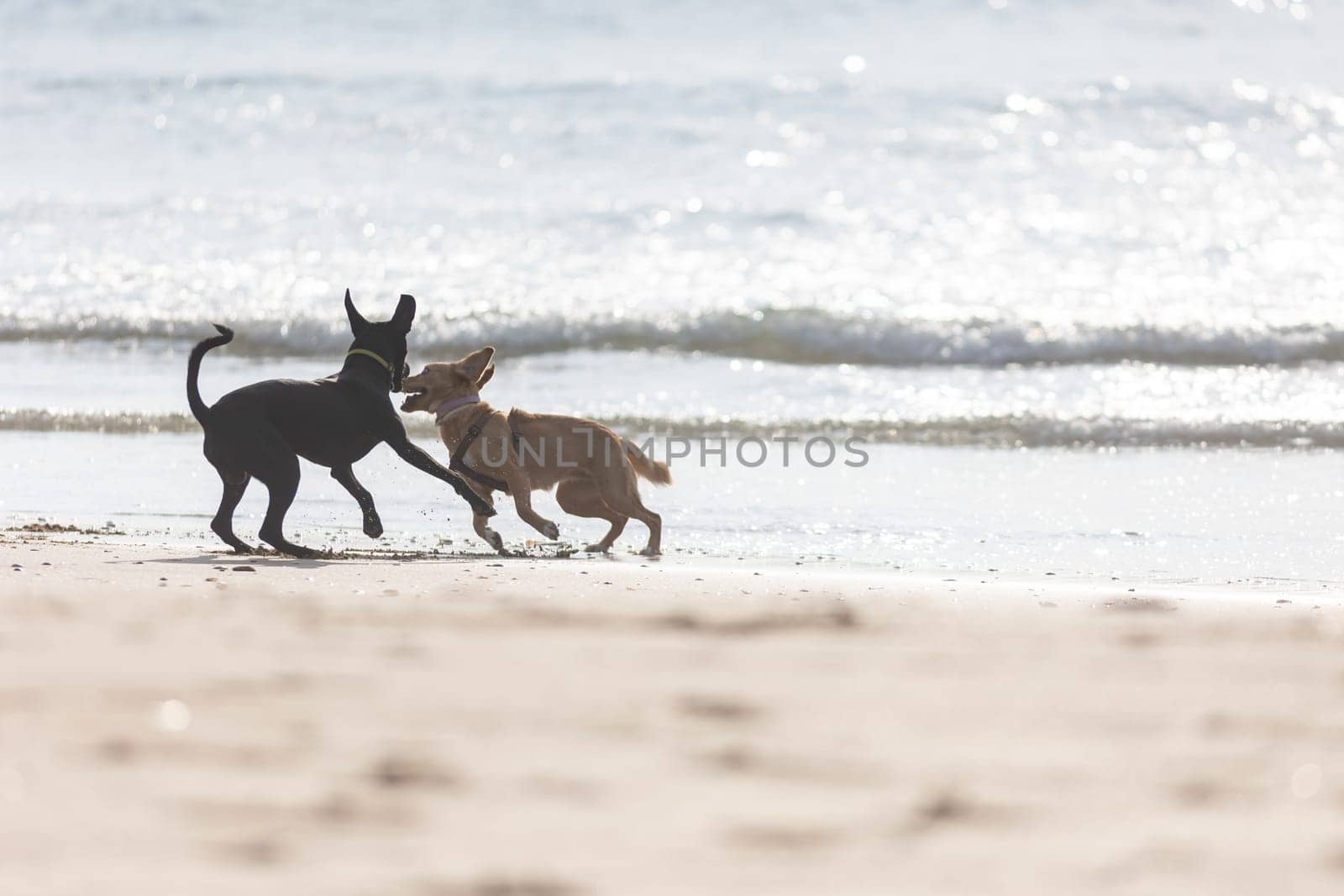 Two dogs playing on the beach with each other