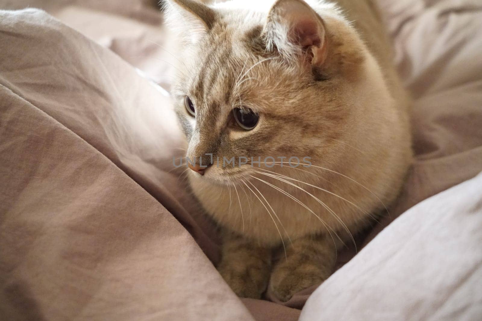 Front view of a cute beautiful Siamese breed cat on a classic brown blanket by tewolf